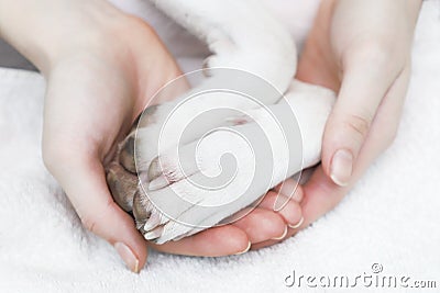 A girl holding a dog paws. Stock Photo