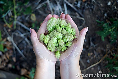 Girl holding fresh hops in her hands Stock Photo