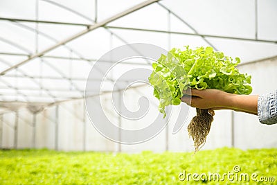 Girl holding organic salad vegetables grown in greenhouses With modern technology hydroponics system. Stock Photo