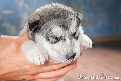 Girl holding a puppy Alaskan Malamute in his hands Stock Photo