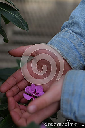 Child holding a purple flower in her hands Stock Photo