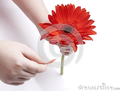 Girl holding red gerbera Stock Photo