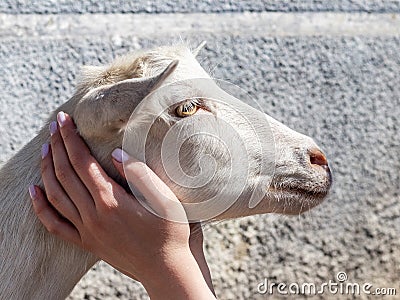 The girl holds in her hands the head of a kid, goatling, love for animals Stock Photo