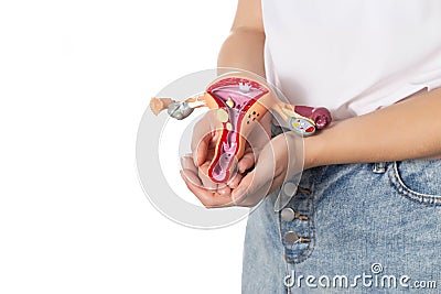 The girl holds in her hands a medical model of the female reproductive system on a white background. Concept of Stock Photo