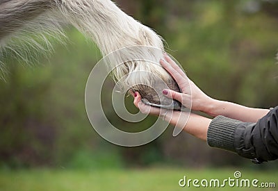 Girl holds a hoof of horse Stock Photo