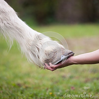 Girl holds hoof of white horse Stock Photo