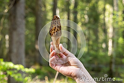 A girl holds Morchella conica in her hand in the forest. Blur background for inscription Stock Photo