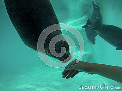 Girl holds out her hand to a fur seal. The concept of close communication with nature of people from big cities Stock Photo