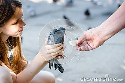 A girl holds a pigeon in her hands. A man`s hand feeds a pigeon Stock Photo