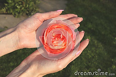 A girl holds red rose flower by hands with beautiful manicure in a dacha garden Stock Photo