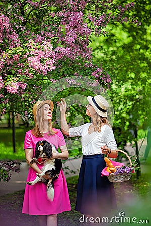 Girl and husky breed dog, Sakura blossomGirls walk in the Park with a cavalier king Charles Spaniel dog and a basket of fruit for Stock Photo