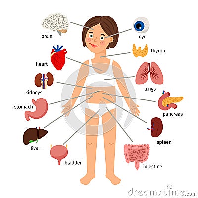 Girl internal organs. Female human internal organs on girl body infographic diagram for childrens education Vector Illustration