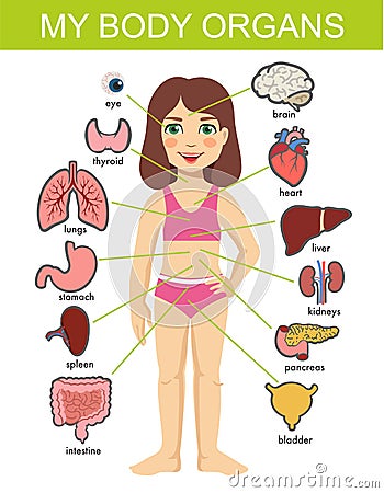Girl internal organs. hild vector medical organs system. Female human internal organs on girl body infographic diagram Vector Illustration