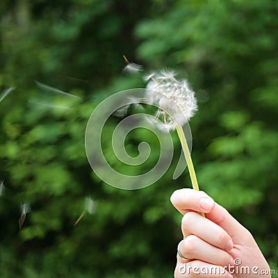 The girl keeps a blooming dandelion on the background of green grass, spring and summer season, the concept of pollen allergy and Stock Photo