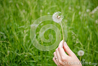 the girl keeps a blooming dandelion on the background of green grass, spring and summer season, the concept of pollen allergy and Stock Photo