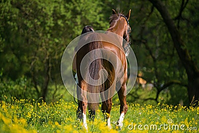 Girl leads a warm blood horse Stock Photo
