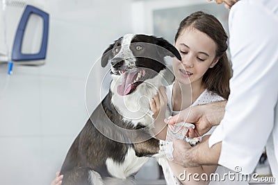 Girl looking at veterinary doctor wrapping bandage on dog's leg in clinic Stock Photo