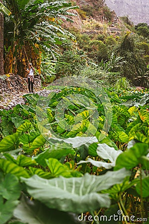 Girl making photo of a lotus plants in lush green valley on the bottom of a mountain. Santo Antao. Cape Verde Stock Photo