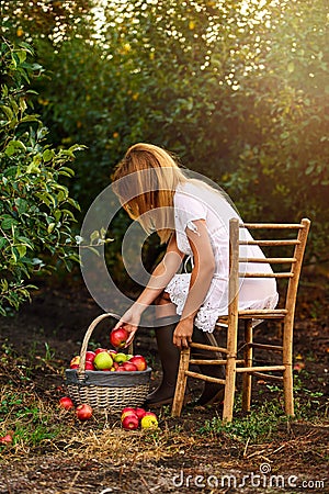 A girl in orchard pick apples in basket Stock Photo