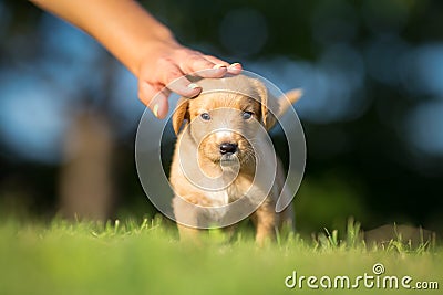 Girl petting little puppy Stock Photo