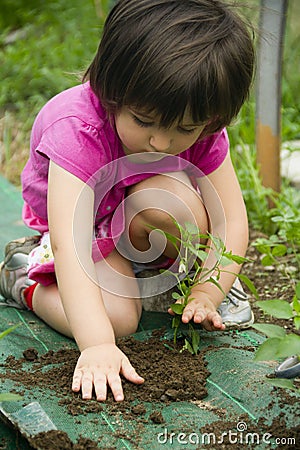 Girl planting seedling Stock Photo