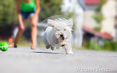 Girl playing fetch with dog Stock Photo