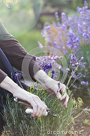 girl pruning lavender bush in garden Stock Photo