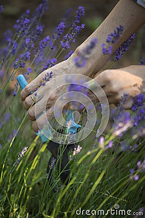 Girl pruning lavender bush in garden Stock Photo