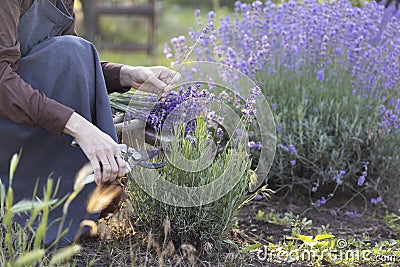 girl pruning lavender bush in garden Stock Photo