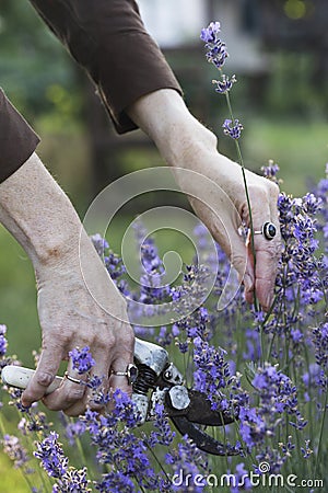 girl pruning lavender bush in garden Stock Photo