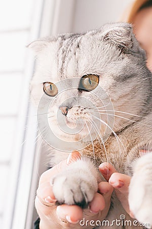 Girl with redheads hair playing with a gray cat Stock Photo