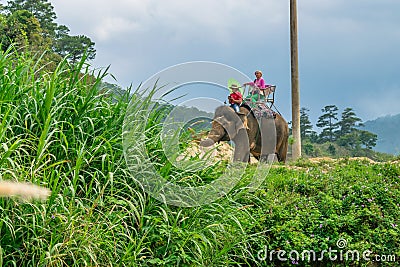 DALAT, VIETNAM - APRIL 15, 2019:Girl ride an elephant in the jungle in Dalat Editorial Stock Photo