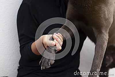 Girl`s hand grabbing the dog`s paw Stock Photo