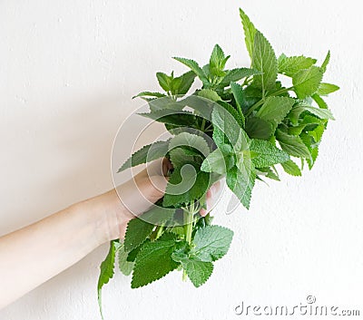 Girl`s hand holding bouquet Lemon balm ,Melissa officinalis, isolated on white background. Flat lay, top view. Herbal composition Stock Photo