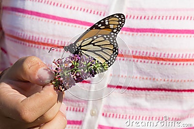 Girl`s Hand Holding Flower and Monarch Butterfly Stock Photo