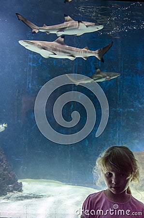 Girl and shark in aquarium Stock Photo