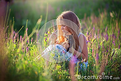 A girl sits in a blooming field with a beautiful tricolor kitten. Blooming sage Stock Photo