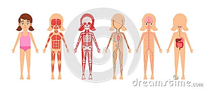 Girl Skeleton, Internal Organs, Circulatory, Muscular, Digestive and Nervous Anatomy Systems. Anatomical Structures Vector Illustration