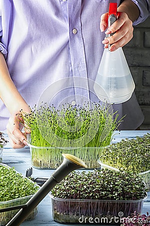 A girl is spraying microgreen sprouts from a spray bottle. Onion Jusai, young shoots, super food. Growing home Stock Photo