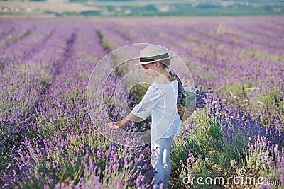 Girl in a straw hat in a field of lavender with a basket of lavender. A girl in a lavender field. Girl with a bouquet of lavender. Stock Photo