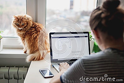 Girl student freelancer working at home on a task, the cat is si Stock Photo