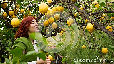 A Girl takes yellow lemon from tree Stock Photo