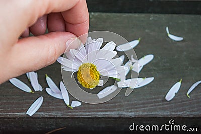 The girl tears off the petals of chamomile to find out their fate. Stock Photo