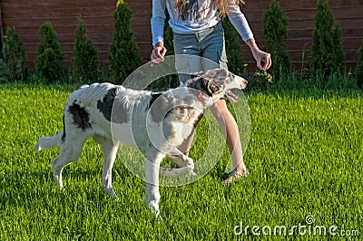 Girl teases dog breed a Greyhound with a piece of grass. Game. Copy space Stock Photo