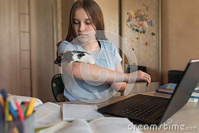 Girl teenager 12-15 years old, plays with rat, mouse, home laptop lessons. E-education distance learning Internet and Stock Photo