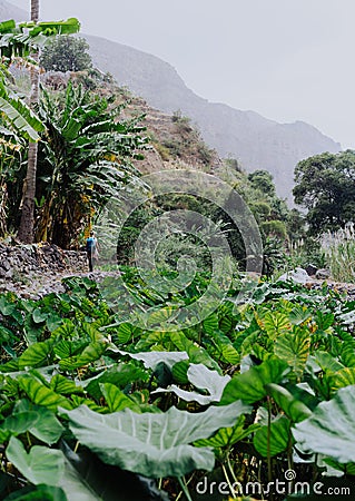 Girl walking along the lotus plants in lush green valley on the bottom of a mountain. Santo Antao. Cape Verde Stock Photo