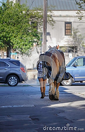 Girl Walking Horse Downtown Charleston SC Editorial Stock Photo
