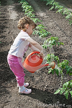 Girl watering Seedling Tomato Stock Photo