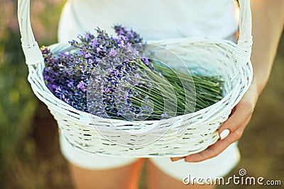 Girl with a lavender crop Stock Photo