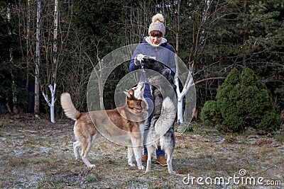 Girl in winter clothes plays with two husky dogs in European Park. Dog jumps on the owner, puts his paws on his chest Stock Photo